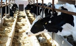 Ocak Ayında 915 bin 522 ton inek sütü toplandı