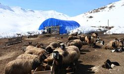 Bu yıl yüzlerce koyun ikiz doğurdu