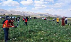 Doğal Nergis Tarlasına Ziyaretçi Akını