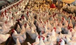 Tavuk eti üretimi ve tavuk yumurtası üretimi arttı