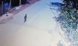 Kaybolan Altın Dolu Çanta’da Hırsız Köpek Çıktı