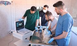 Şanlıurfa’da tam teşekküllü hayvan hastanesi açıldı  - Videolu Haber