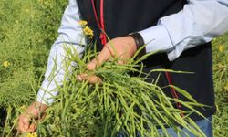 Siirt'te deneme amaçlı ekilen "yem şalgamı" bitkisinin hasadı yapıldı