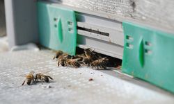 Arıların azalması da gıda güvenliğini tehdit ediyor