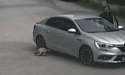 Vicdansız Sürücü Aracıyla Köpeği Ezdi, Ardından Kaçtı