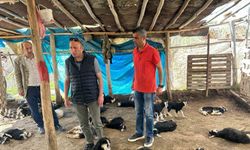 Köpek saldırısında 15 hayvanı telef olan çiftçiye destek