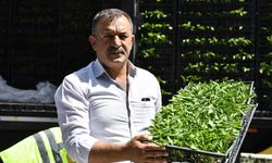Ankara'da sebze fidesi dağıtımı tekrar başladı