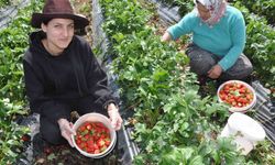 Kurulan çilek bahçeleri yüzlerce kadına iş olanağı sağlıyor