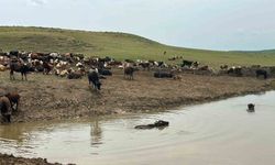 Hayvanların içme suyunun karşılandığı göletler onarılıyor