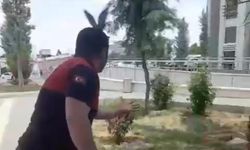 Şanlıurfa’da demir kolonda mahsur kalan güvercin kurtarıldı