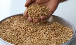 İlk hasat edilen buğday 10 lira 30 kuruştan alıcı buldu