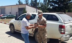 Yavru yaban keçisi doğada ayağı kırık halde bulundu