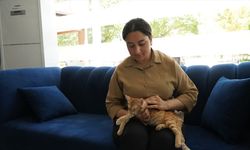 Anne, yavru kedileri öldüren sahipsiz köpeklerden şikayetçi