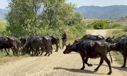 Afrika belgesellerini andıran görüntüler