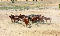 Milyonluk taylar görücüye çıkıyor