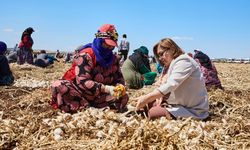 Fatma Şahin çiftçilerle birlikte sarımsak topladı