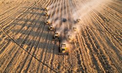 Ceylanpınar Tarım İşletmesi'nde buğday hasadı devam ediyor