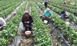 400'ün üzerinde ailenin geçim kaynağı oldu