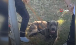 Başıboş pitbull köpeğin saldırdığı 2 kişi yaralandı