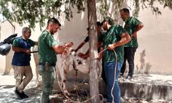 Kaçan 12 kurbanlık yakalanarak sahiplerine teslim edildi