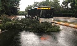 Fırtınada ağaçlar devrildi, yollar göle döndü