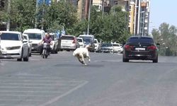 Şanlıurfa’da kaçan kurbanlık koç zor anlar yaşattı