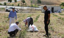 Deneme amaçlı ekilen lavantanın hasadı yapıldı