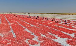 Bu yıl yaklaşık 35 bin ton domates üretimi hedefleniyor