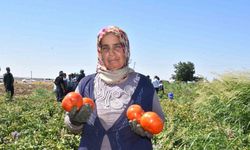 Kadınların domates hasadı başladı