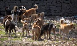 Sokak hayvanlarının, kanun teklifinde 7 madde kabul edildi