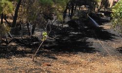 Adıyaman'da yangın ormanlık alana sıçramadan söndürüldü