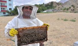 Organik kara kovan balında hasat başladı