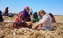 Çiftçiden aldığı ürünler tüketiciyle buluşturuluyor