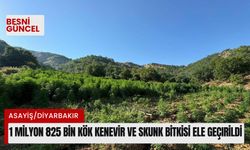 1 milyon 825 bin kök kenevir ve skunk bitkisi ele geçirildi