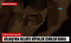 Gölbaşı'nda belediye köpekleri zehirledi iddiası