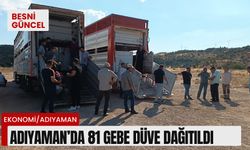 Adıyaman’da 81 gebe düve dağıtıldı