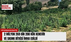 2 milyon 269 bin 200 kök kenevir, skunk bitkisi imha edildi