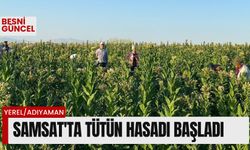 Samsat’ta tütün hasadı başladı