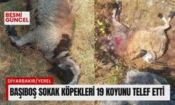 Başıboş sokak köpekleri 19 koyunu telef etti