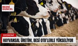 Hayvansal üretim, besi OTB’lerle yükseliyor