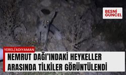 Nemrut Dağı’ndaki heykeller arasında tilkiler görüntülendi