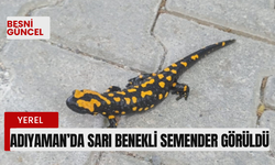 Adıyaman’da sarı benekli semender görüldü