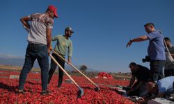 Fotoğraf severler İslahiye ilçesinde "acıyı" kaydetti