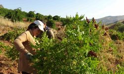 Gercüş’te sumak hasadı başladı