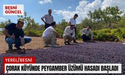 Çorak Köyünde Peygamber Üzümü Hasadı Başladı