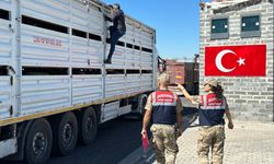 Jandarmadan veteriner sağlık raporu bulunmayan hayvanlara yönelik denetim