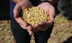 Diyarbakır'da soya ekim alanı bir yıldaki yukseliş oranı