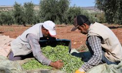 Tescilli Kilis zeytinyağında ilk sıkım başladı