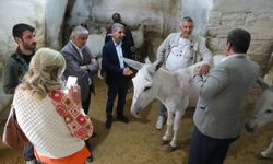 Mardin'de çöp taşıyan eşeklere "emeklilik" yolu gözüktü