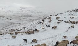 Şırnak'ta Faraşin Yaylası'nda kar yağışı etkili oldu